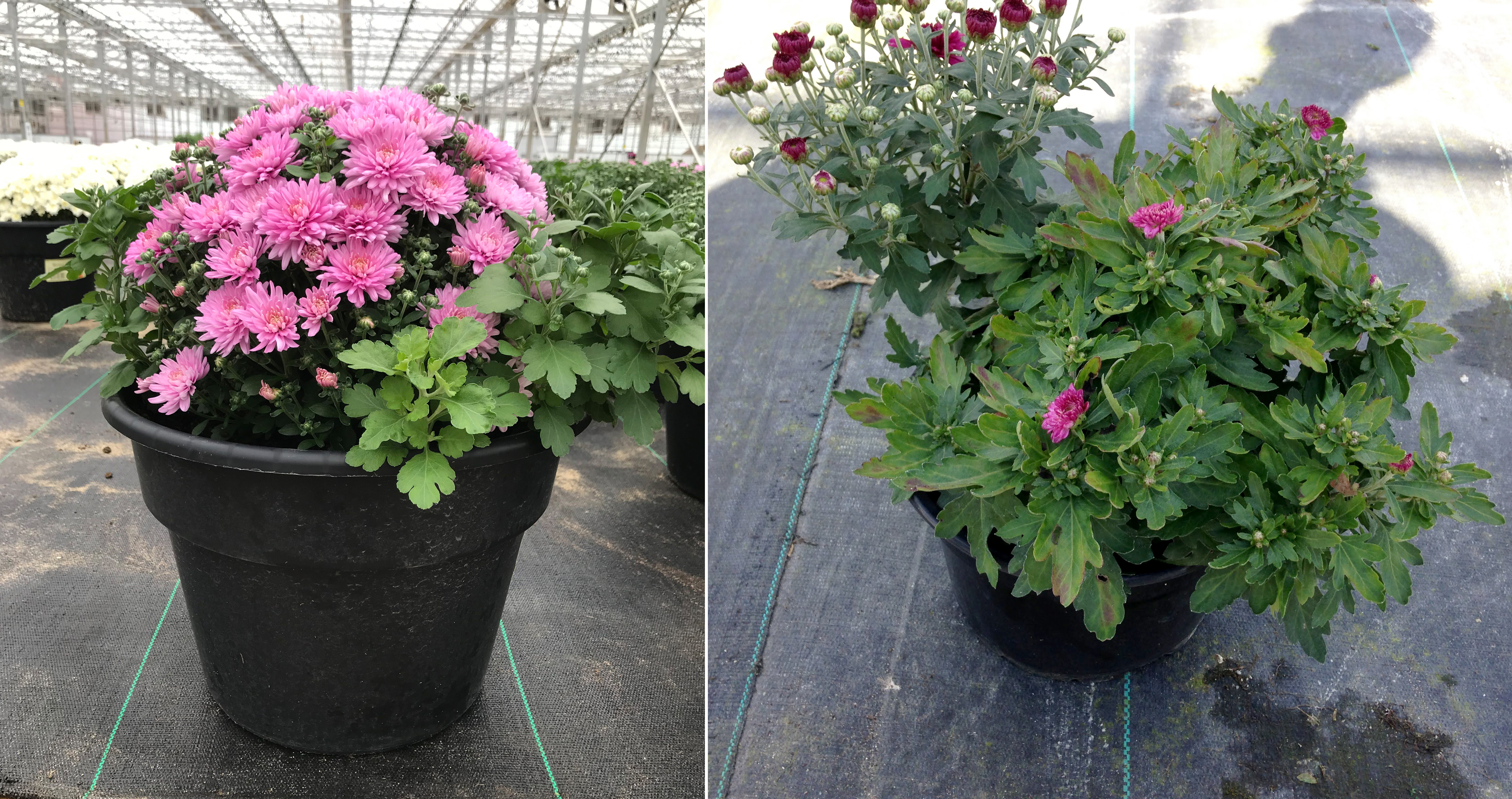 Mum plants with some portions of the plant flowering and at different heights.